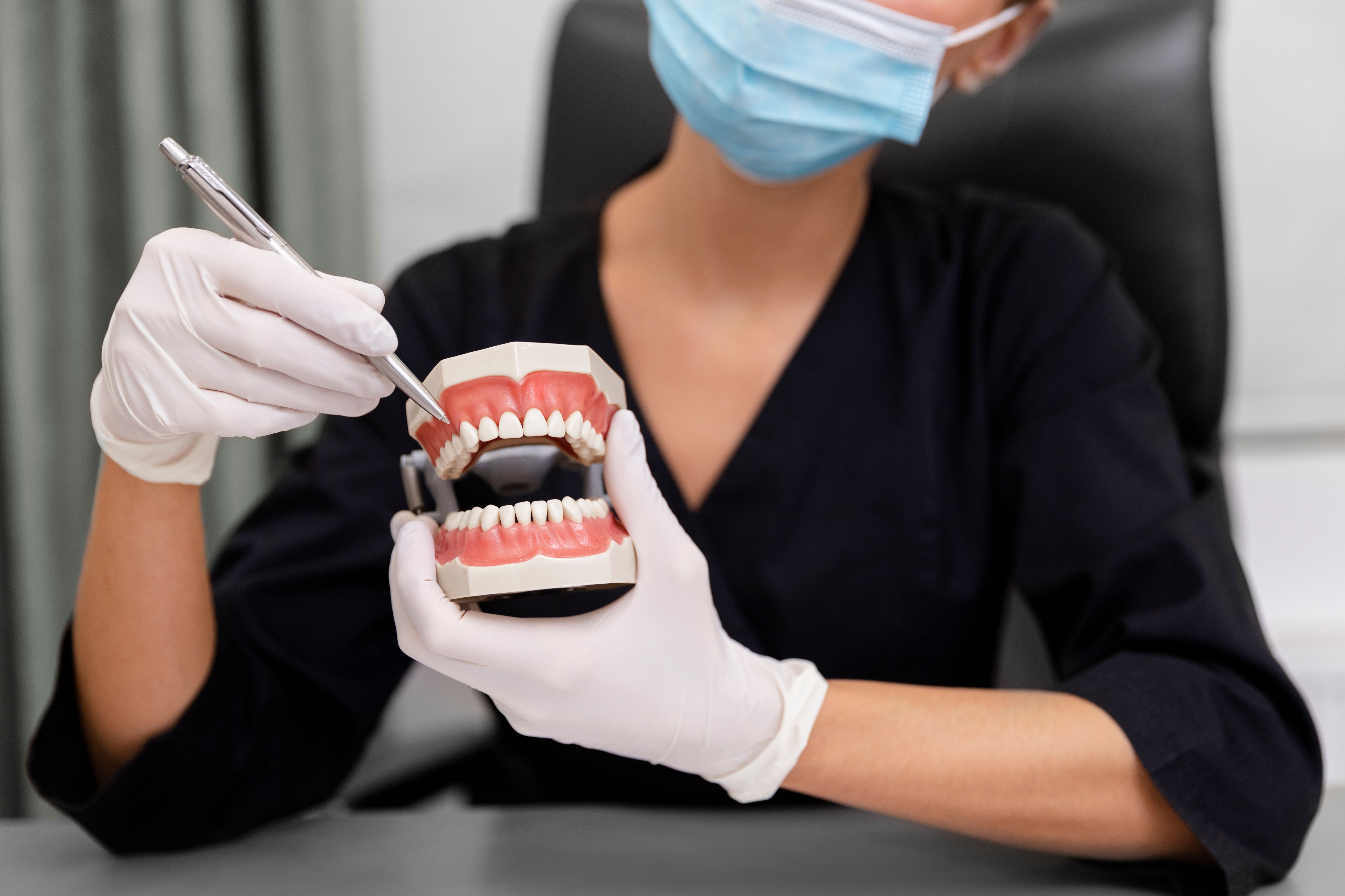 close-up-dentist-holding-teeth-model